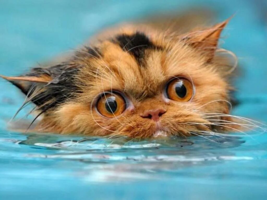 С песней веселее было плыть по скучной. Кот плывет. Котенок в воде. Котенок тонет. Кошка плавает.