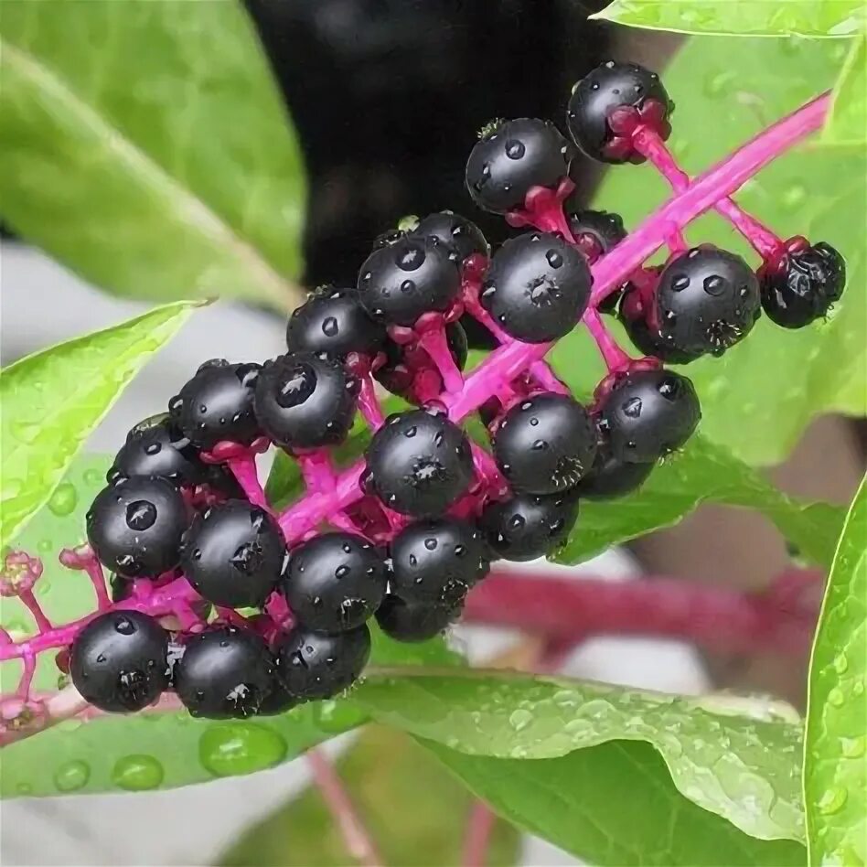 File:Şekerciboyası (Phytolacca americana).jpg - Wikimedia Commons