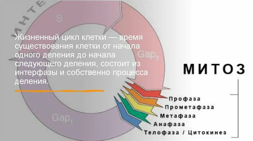 Жизненный цикл клетки состоит из интерфазы. Жизненный цикл клетки. Цикл клетки презентация. Жизненный цикл клетки схема. Клеточный цикл состоит из.