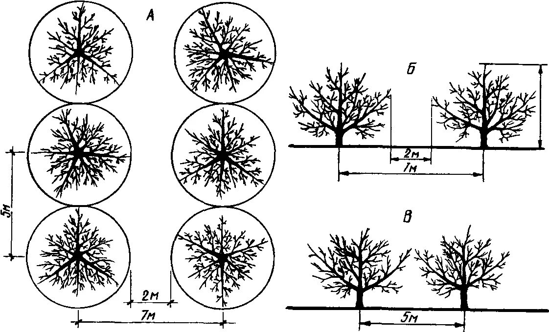 На каком расстоянии можно сажать яблони. Крона яблони диаметр. Полукарликовые яблони схема посадки. Схема посадки яблоневого сада. Разреженно ярусная крона плодового дерева.
