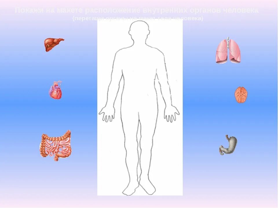 Органы старшая группа. Модель аппликация внутреннее строение тела человека. Внутренние органы человека для дошкольников. Тело человека внутренние органы для детей. Макет человека с органами.