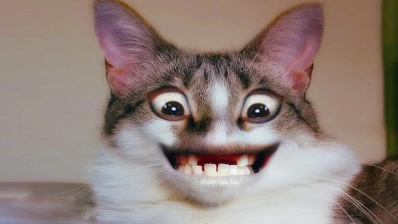 спящий кот с высунутым языком. прикольные коты. кошка смеется прикол. смешная морда кота. беззубый кот.