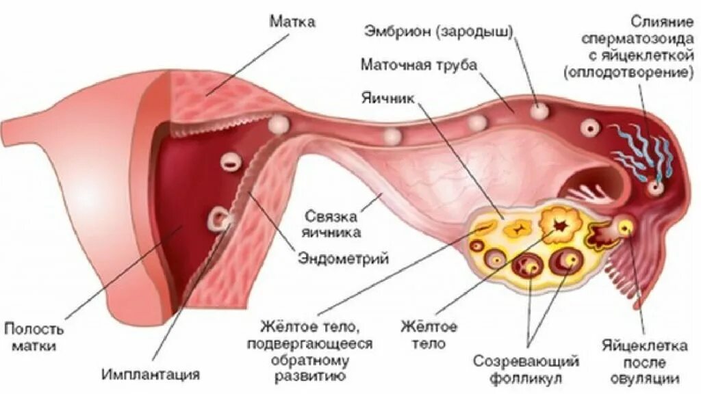 Матка маточные трубы яичники с фолликулами. Фолликулы в яичниках анатомия. Яйцеклетки в яичниках женщины. Овуляция половые губы
