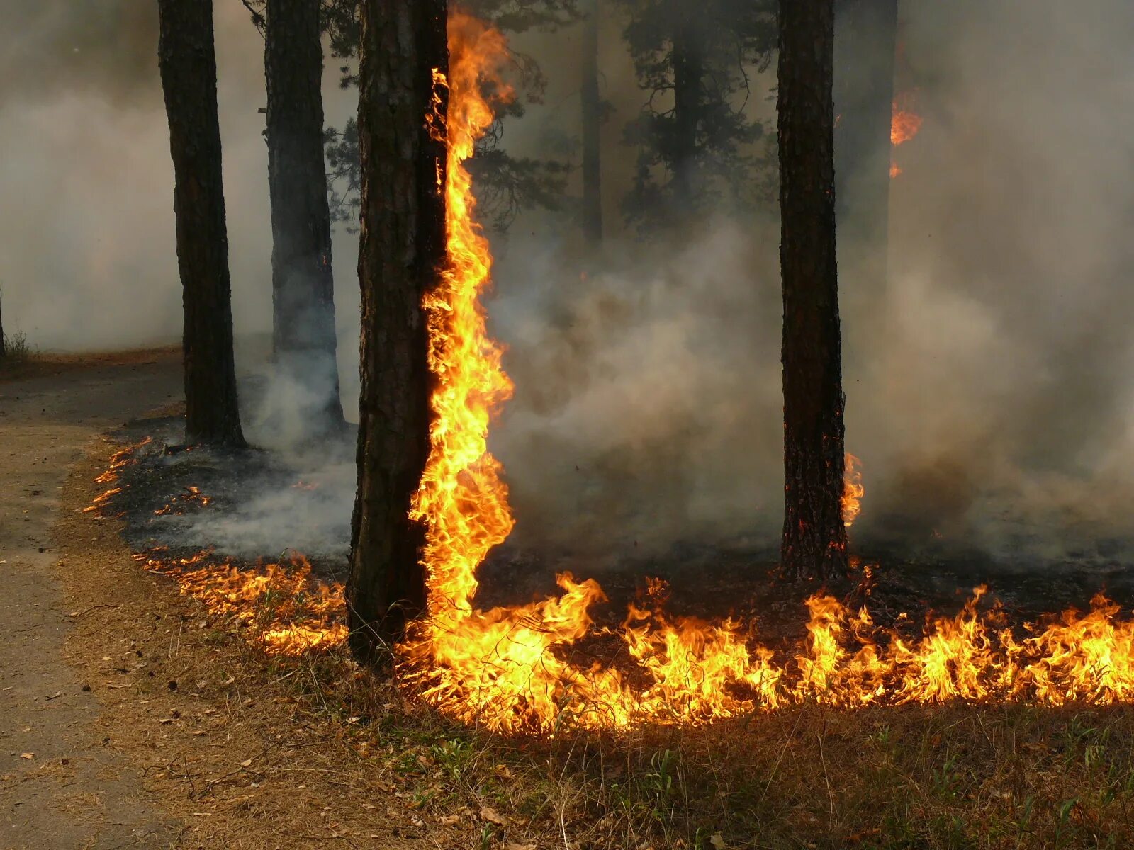 Пожар в лесу. Пожар в Лесном массиве. Пожароопасный лес. Чрезвычайная пожарная опасность. Этом сохраняется на высоком