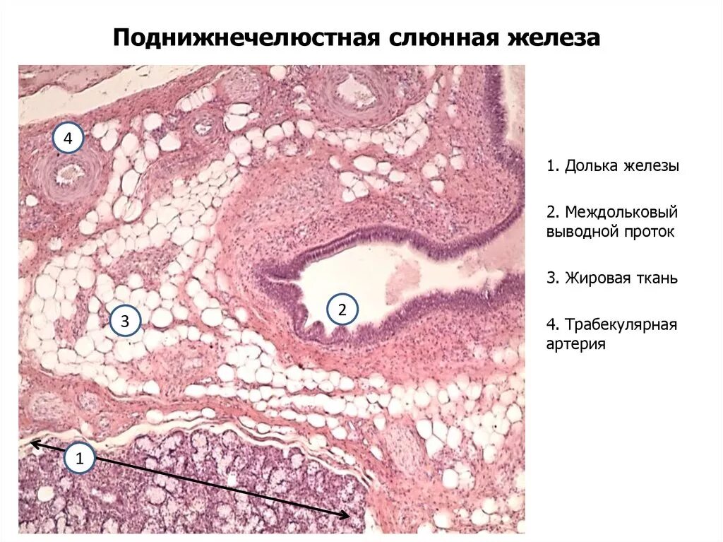 Подчелюстная слюнная железа гистология. Околоушная слюнная железа гистология препарат. Слюнные железы гистология препарат. Поднижнечелюстная слюнная железа гистология. Околоушная железа препарат