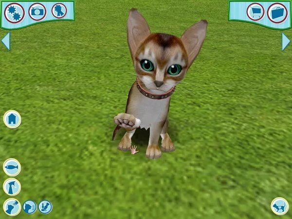 Игра 6 кошек. Catz 6 игра. Petz Catz и Dogz 6. Catz 2006 игра. My Cat игра.