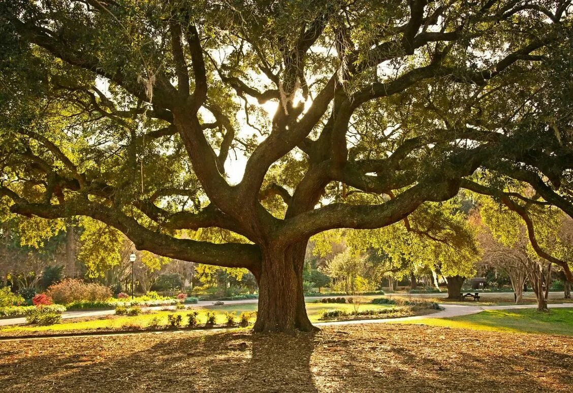 Большой дуб. ЛИМУЗЕНСКИЙ дуб. Раскидистая крона дуб. Oak Moka дерево. Нанму дерево.