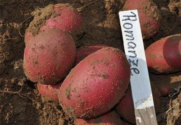 Картошка,картофель деревенский - купить в Кузнецке, цена 200 руб., продано 22 фе