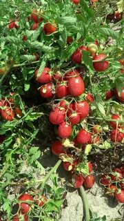 Какие сорта томатов лучше сажать в открытый