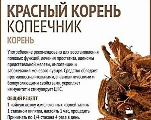 Противопоказания корня. Копеечник (красный корень) экстракт сухой. красный корень этикетка. красный корень полезные качества. характеристика красного корня.