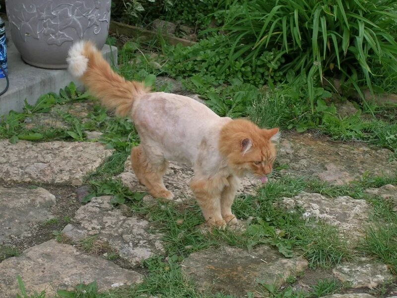 Кошка мейн кун. Длинношерстный мейн кун. Мейн-кун. Стриженный мейн кун. Мейн кун рыжий стрижка.