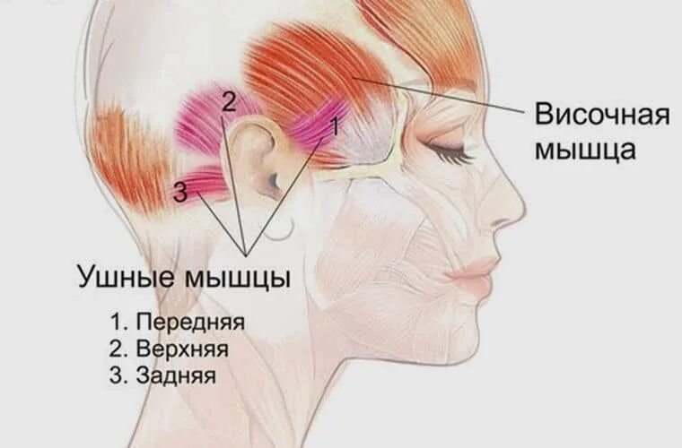 Массаж апоневроза головы