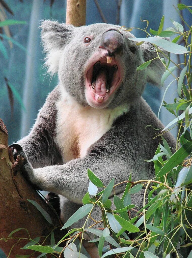 Коала. Зубы коалы. Коала эвкалиптовый мишка. Злая коала. Звук коалы