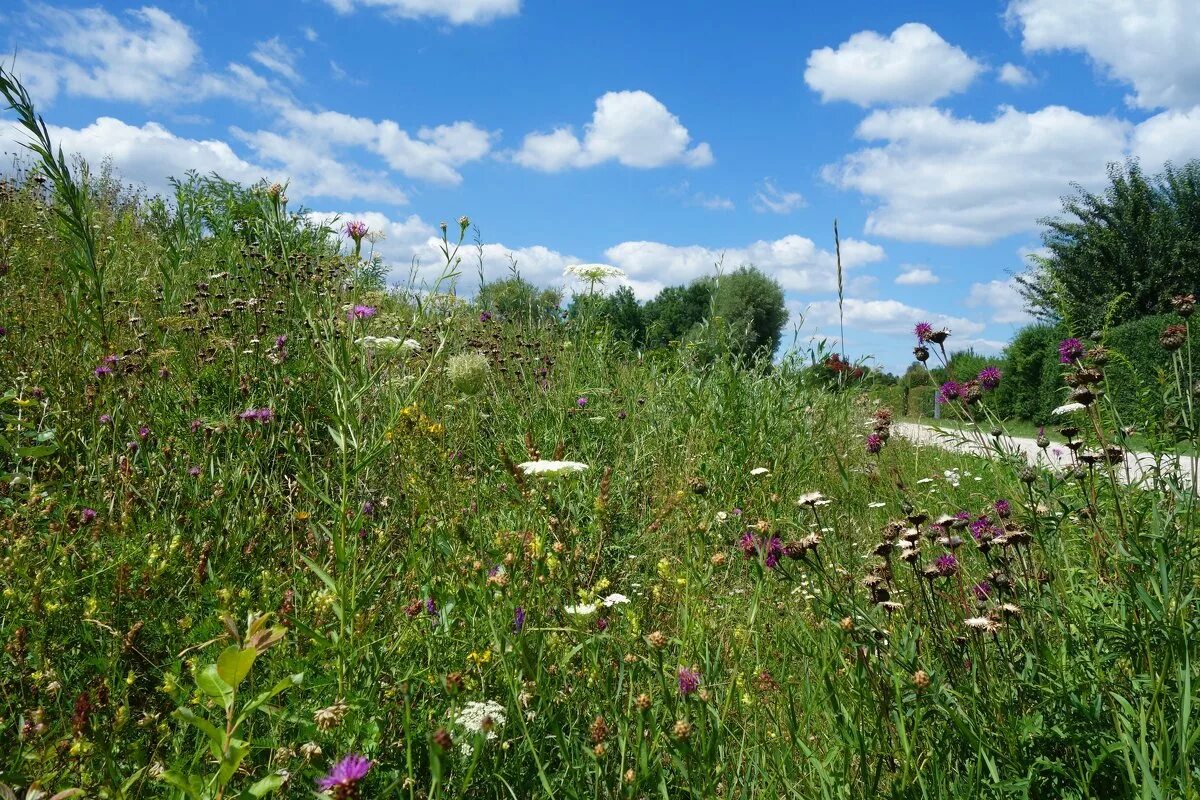 июнь в разгаре. лето июль. середина года. июль середина лета. сейчас середина лета.