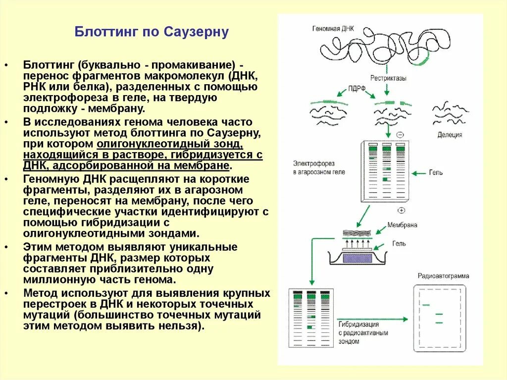 Саузерн блоттинг. Методы Блот-гибридизации. Саузерн Нозерн и вестерн блоттинг. Саузерн блоттинг и Нозерн блоттинг различия и область применения.