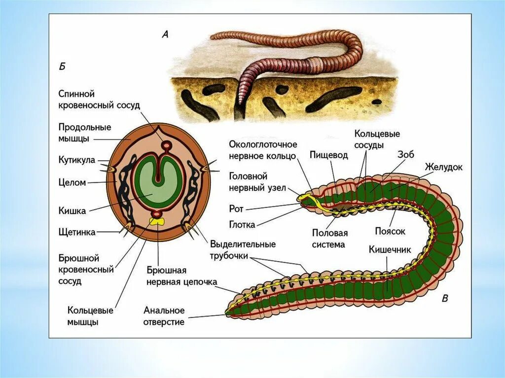 Кольцевые черви полость тела. Строение кольчатых червей. Строение кольчатых червей рисунок. Внешнее строение кольчатых червей рисунок. Внешнее строение кольчатых червей.
