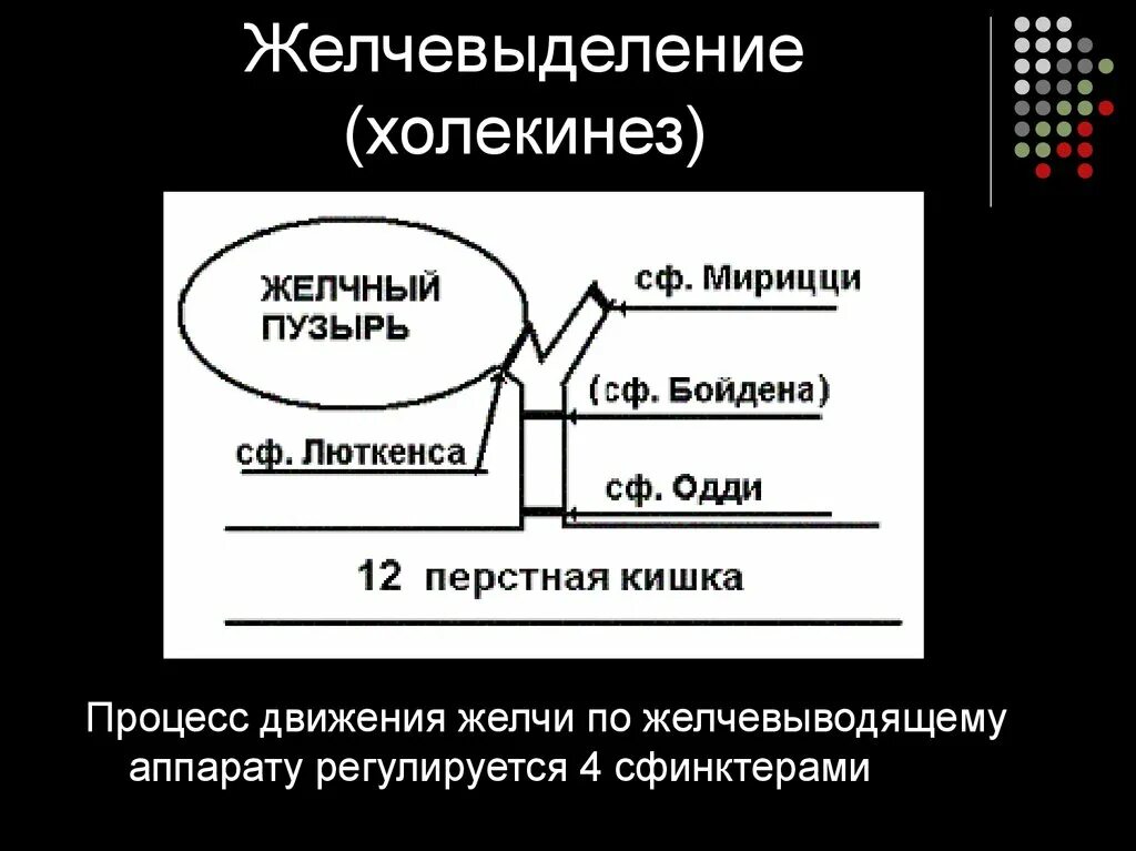 Регуляция желчевыделения схема. Регуляция желчеобразования схема. Физиология процесса желчеобразования и желчевыделения. Желчеобразование физиология схема.