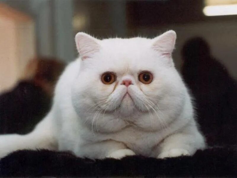 Коты с приплющенной мордой. Экзот кошка. Британская кошка экзот. Экзот кошка белая. Американский экзот кошка.