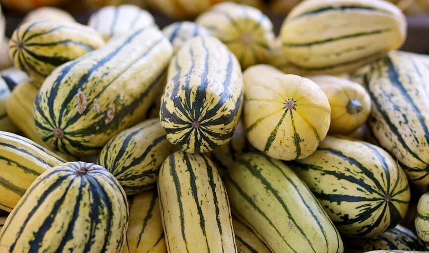 Семена тыква дынька f1. Тыква кубаночка. Тыква арбузная. Тыква мускатная зеленая. Тыква сорт дынная.