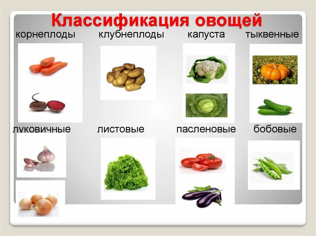 Классификация овощей. Основные виды овощей. Плодовые овощи презентация. Схема обработки корнеплодов. Основные виды овощей.