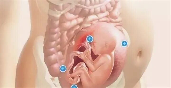 20 недель часто шевелится. Шевеление плода на 22 неделе. 27 недель ребенок сильно шевелится.