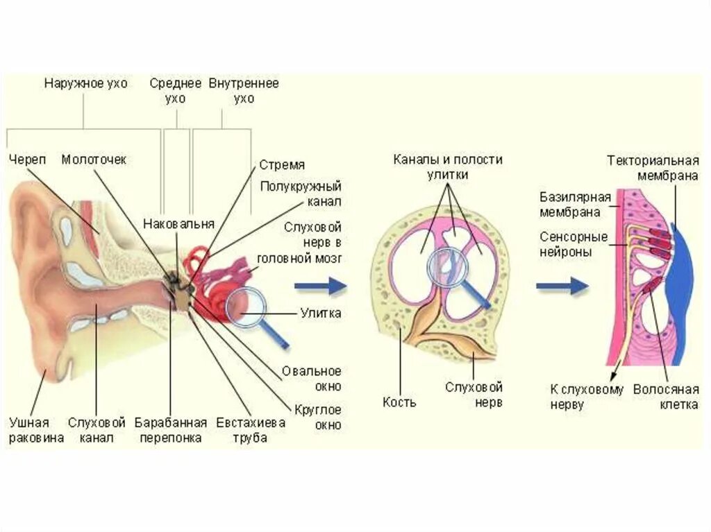 Где рецепторы в ухе