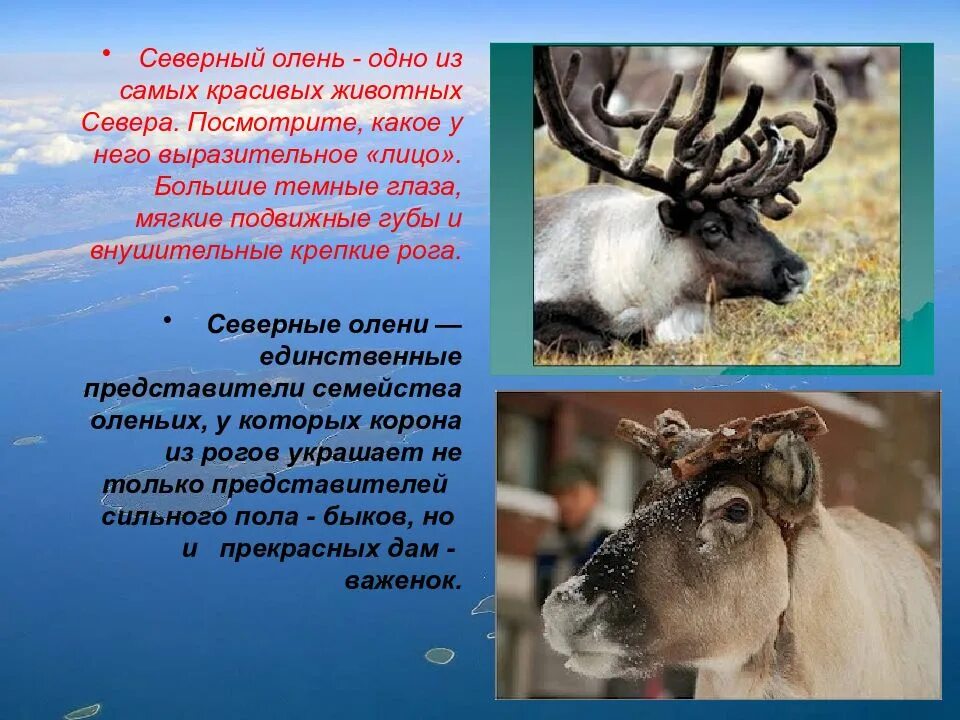Признаки оленя
