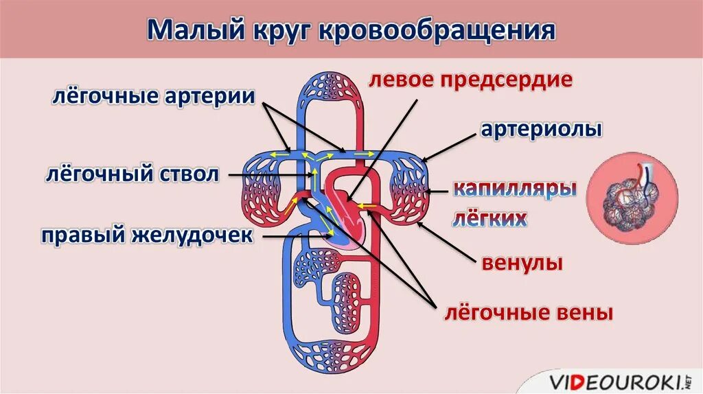 Малый круг кровообращения легочная Вена. Схема тока крови в кругах кровообращения. Схема малого круга кровообращения. Артерии малого круга кровообращения схема. Малый круг кровообращения структуры