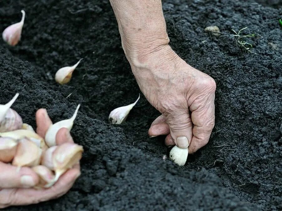 Замачивать ли чеснок. Чеснок под зиму. Посадка чеснока. Посадка озимого чеснока. Чеснок севок.