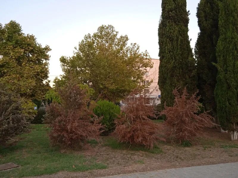 кипарис засох