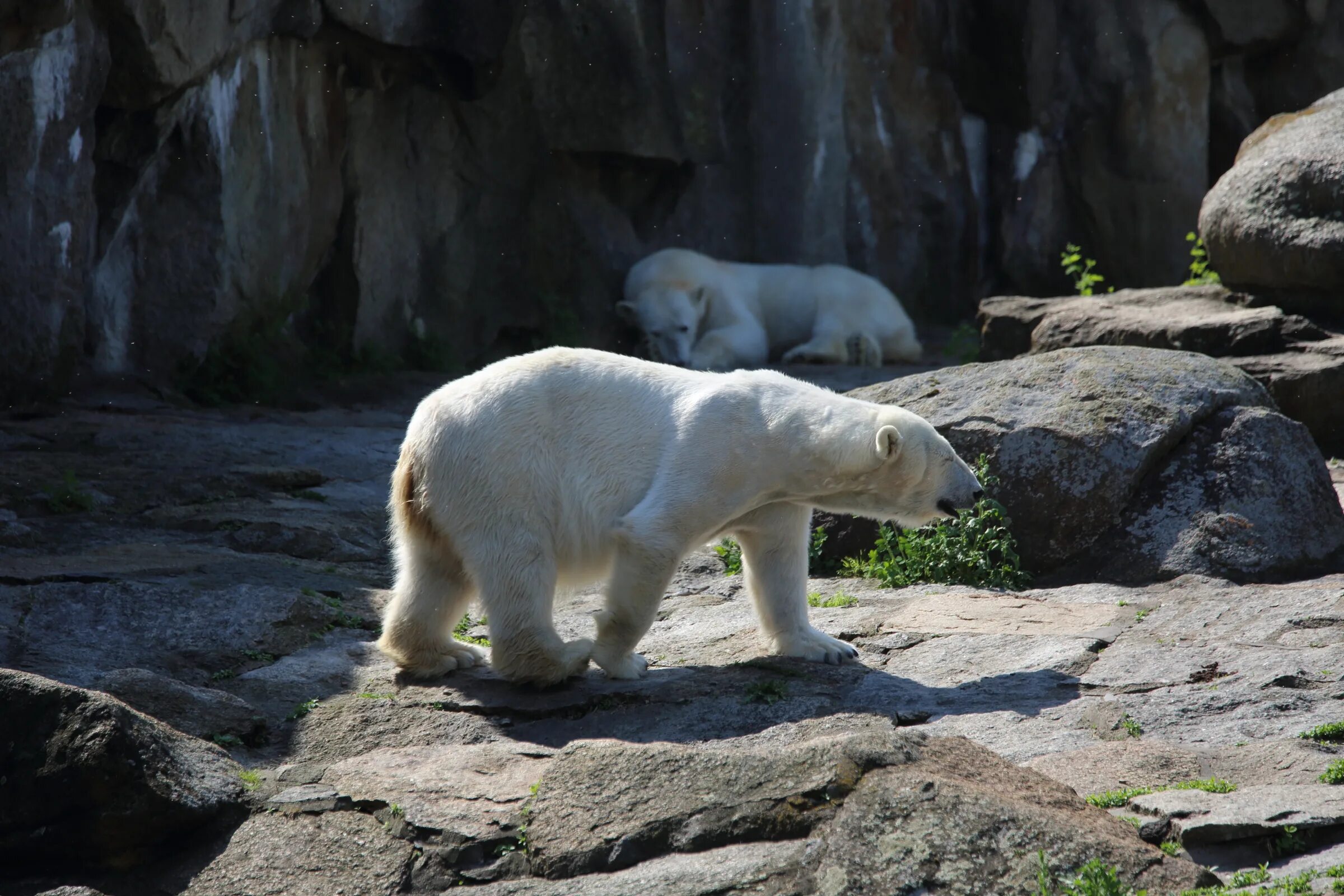 Белый медведь в берлинском зоопарке фото. Полярный медведь в зоопарке. Берлинский зоопарк зимой. Берлинский зоопарк германия животные. Умка живший в берлинском зоопарке 4 буквы.
