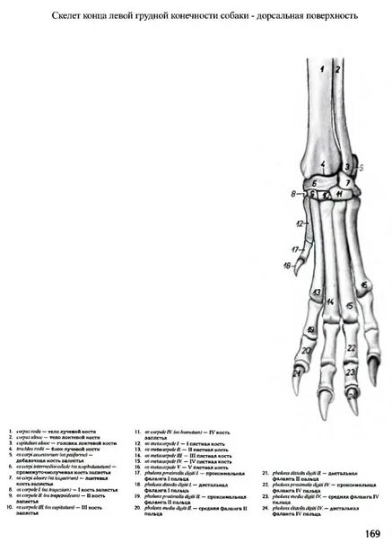 Кость лапы собаки. Строение задних конечностей собаки. Передние конечности собаки скелет. Анатомия костей задних конечностей кошки. Строение пясти собаки.
