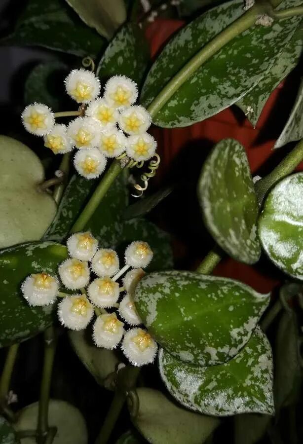 Хойя эскимо. Хойя lacunosa eskimo. Хойя лакуноза эскимо сильвер. Хойя lacunosa eskimo. Хойя лакуноза сильвер.