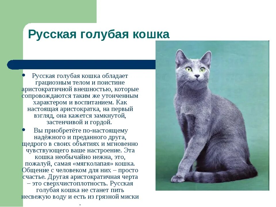 Русская голубая кошка краткое описание для детей. Русская голубая кошка описание для детей 2 класса. Доклад про русскую голубую кошку. Описание русской голубой кошки. 9 качеств кошки