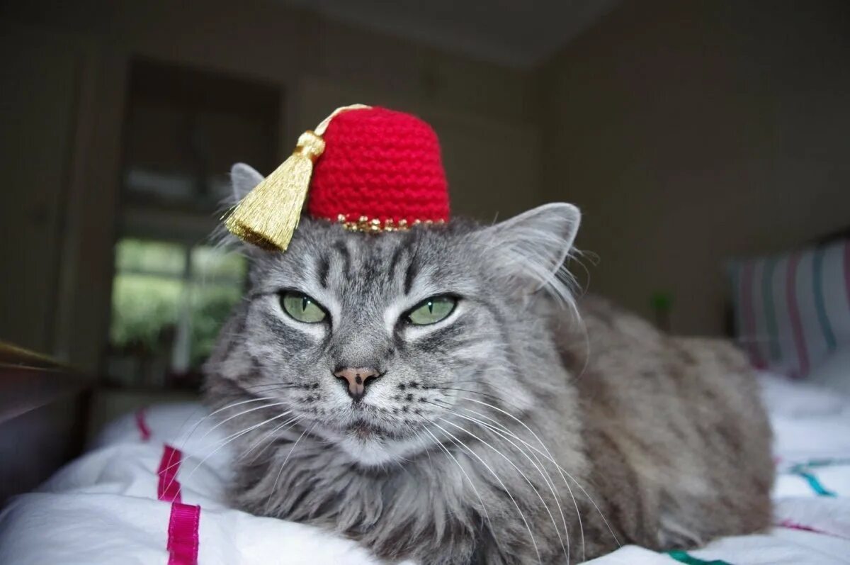 Коты иг