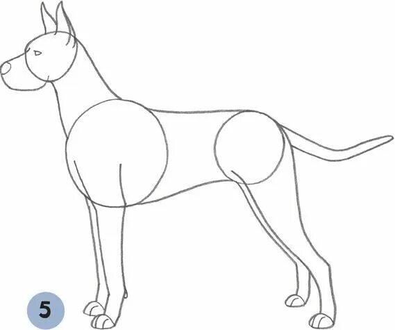 Как рисовать дог дея. Дог карандашом. Как нарисовать дога. Поэтапное рисование немецкий дог. Дог рисунок карандашом.