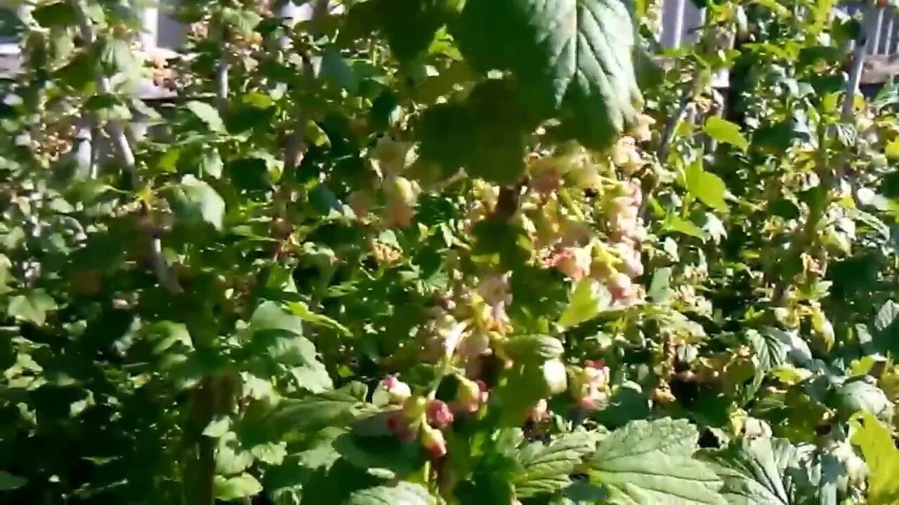 Видео песня черная смородина. Махровость черной смородины. Черная смородина цветение. Стадии цветении смородины. Смородина черная период цветения.