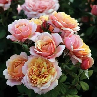 Rose bare