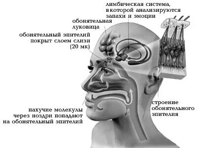 Попали запахи