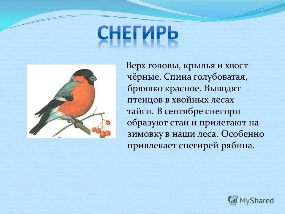 народные приметы про снегиря. снегирь родственные слова. предложение со словом снегирь. конспект занятия презентация зимующие птицы (ворона, воробей). снегирь какой прилагательные.