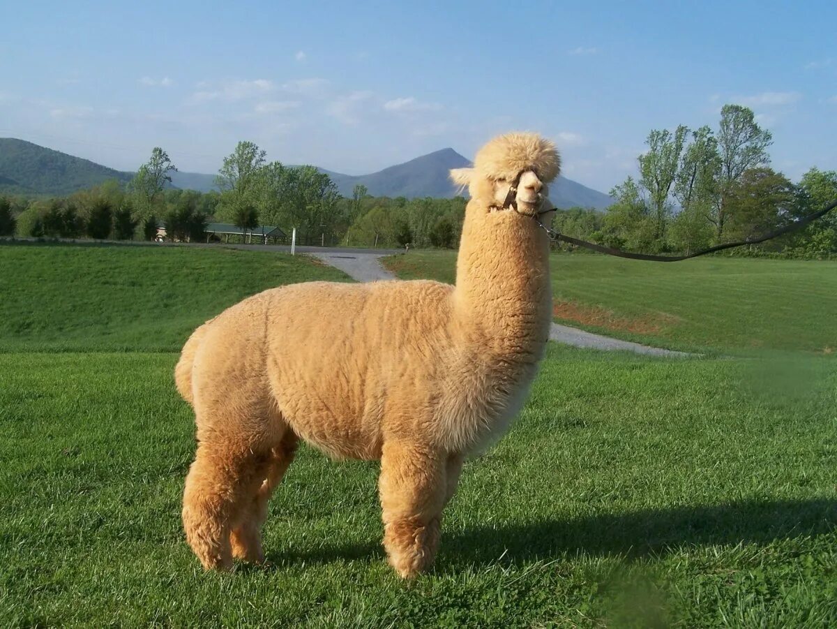 Alpaca electron