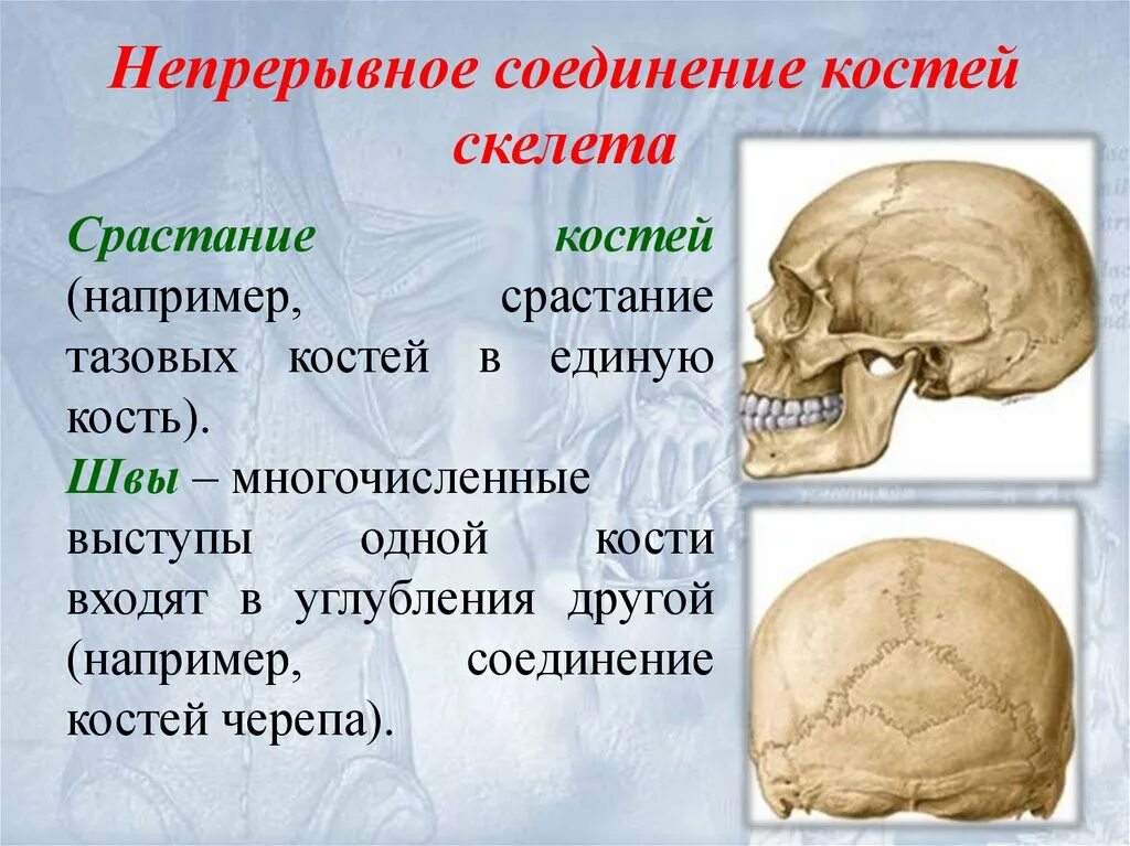 Соединение костей скелета. Непрерывные соединения костей. Соединение костей черепа. Непрерывные соединения черепа.