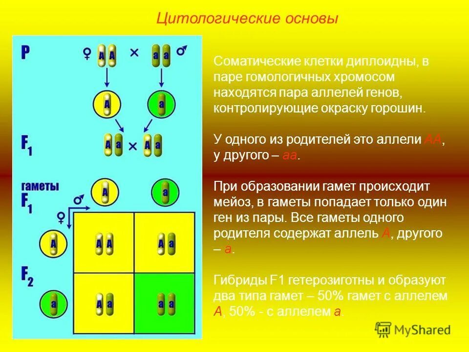 Понятие зиготы. Сколько типов гамет образуют организмы с генотипами. Сколько типов гамет образует дигетерозиготная. Цитологическое обоснование законов менделя. Сколько типов гамет образуется.