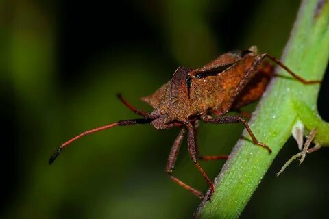 Free Images : nature, photo, green, fauna, invertebrate, close up, animals, natu