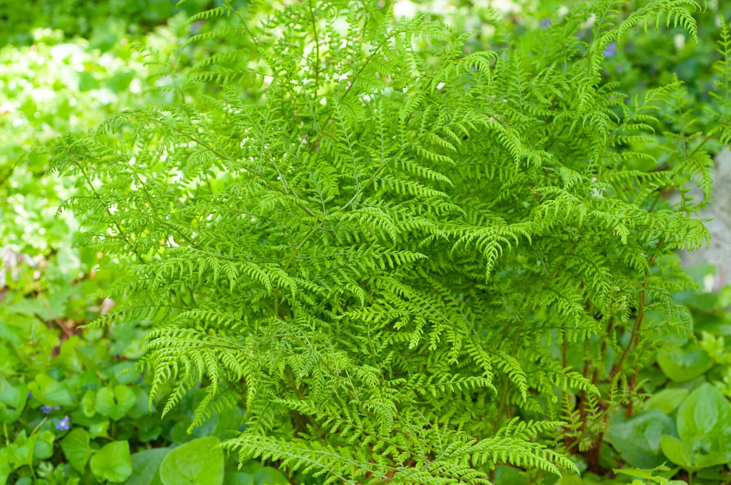 Щитовник мужской. Щитовник гребенчатый - dryopteris cristata. Щитовник родственный "Полидактила". Щитовник(dryopteris) Mexica. Палидоктилон Щитовник.