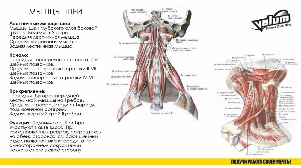 Мышцы шеи анатомия лестничные мышцы. Передние лестничные мышцы шеи анатомия. Передняя средняя и задняя лестничные мышцы шеи функции. Лестничные мышцы вид сбоку.