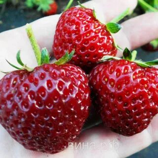 Клубника мисс вселенная описание
