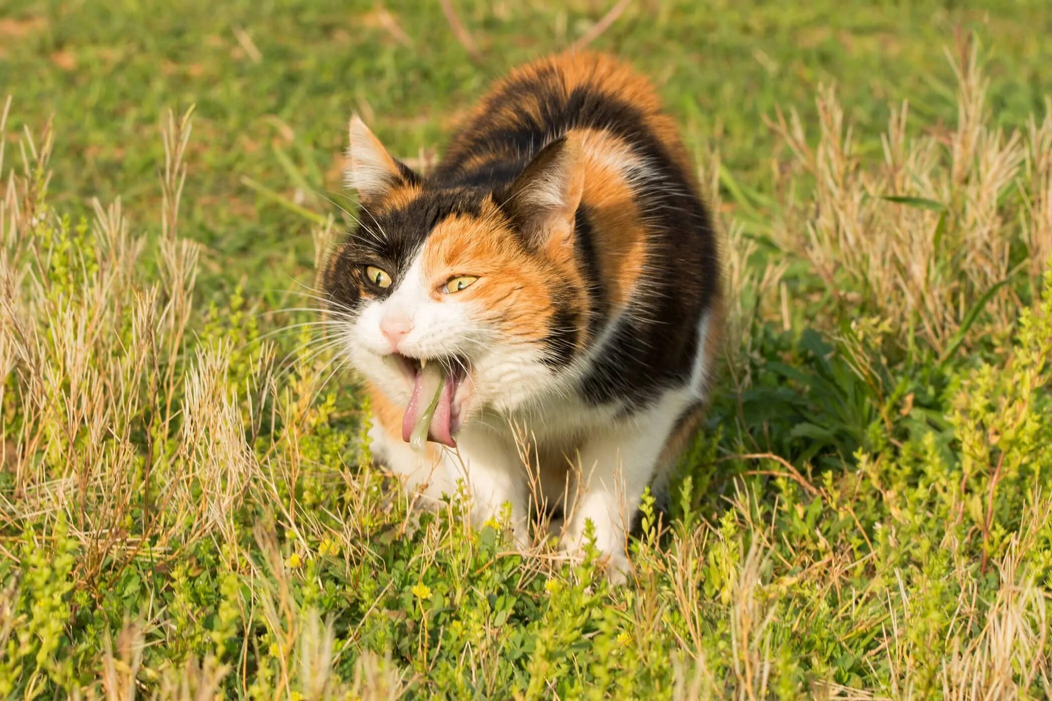 Pe cats