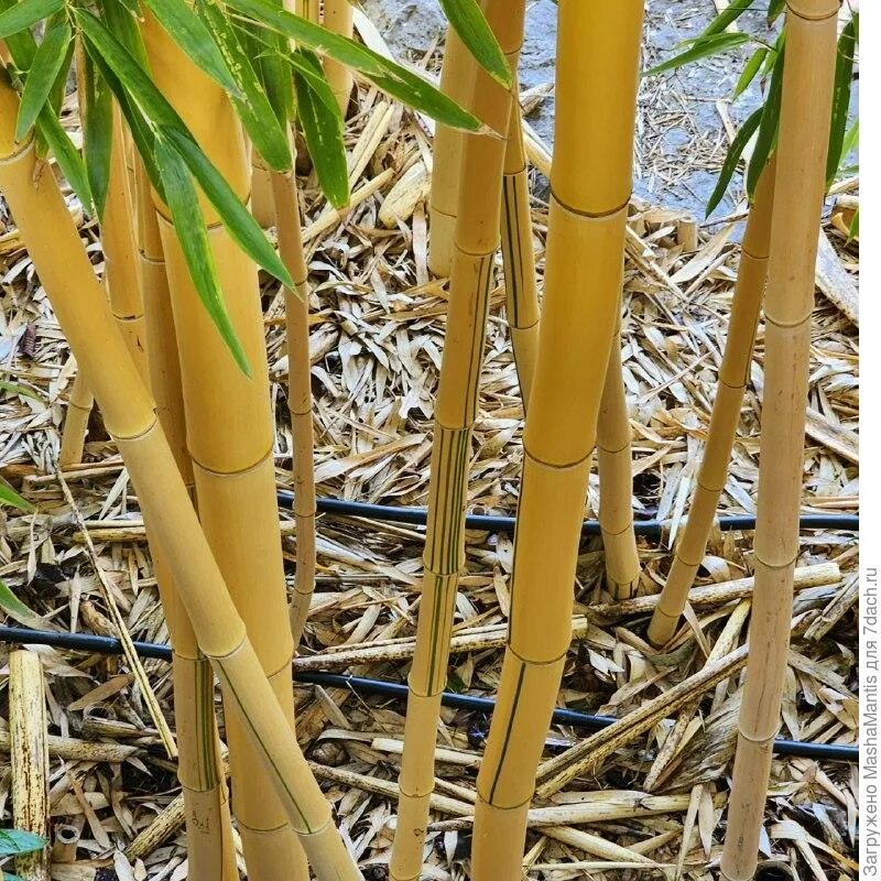 Семена бамбука. Бамбук прямой ханенеро. Филлостахис нигра. Филостахис зеленый бамбук. Бамбук moso.