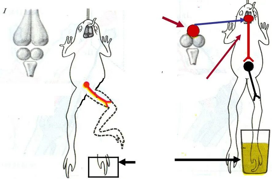 Сеченов эксперимент с лягушкой. Центральное торможение опыт Сеченова схема. Опыт Сеченова с лягушкой. Сеченов опыт с лягушкой торможение.